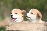 CORGI PEMBROKE 1352